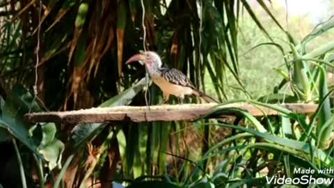 Video of the most beautiful birds in the forest