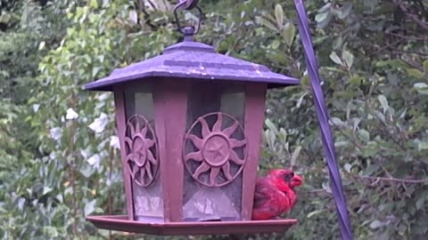 Northern Cardinal - Male - (Cardinalis Cardinals)