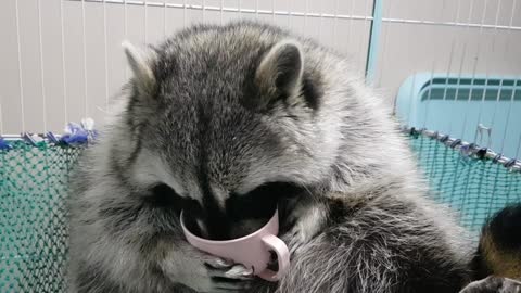 Raccoon holds the bowl by hand and eats the feed.