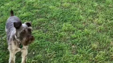 Schnauzer hop