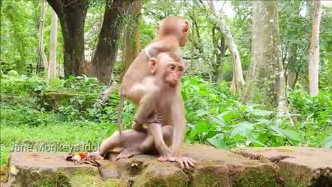 A little young Monkeys savanna with hand a massage of Baroda.