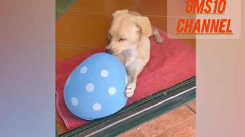 Very funny and comedy with cute 🥰 pets animal video 😀