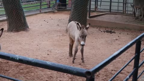 Cute baby donkey playing