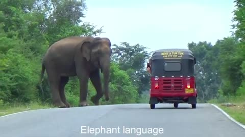 Sri Lanka Wild Elephant Attack | Secrets Unveiled_ Behind the Scenes of an Elephant Shoot