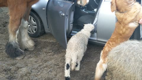 Farm Animals Invade Visitor's Car