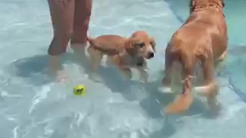 This Was Puppy Max First Time Swimming