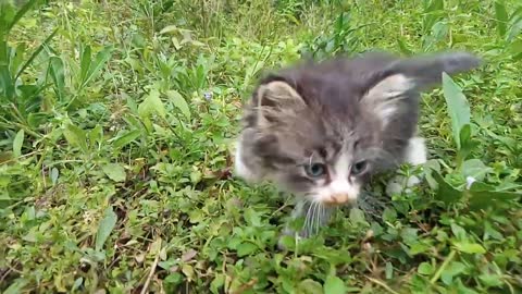 Cute kitten