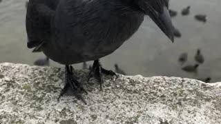 Petting a Jackdaw