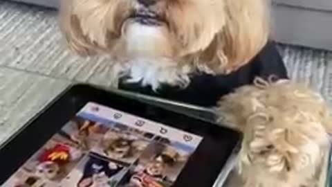 Cute Toy Poodle Dog checks her social media #shorts