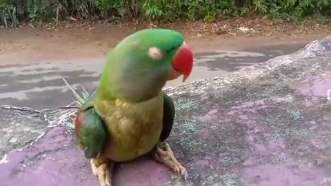 Talking Parrot