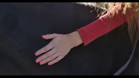 Extreme close-up of female Caucasian hand caressing black horse in the sunny autumn forest