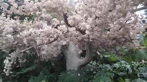 This tree is full of flowers