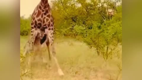 Wild Animal Compilation video