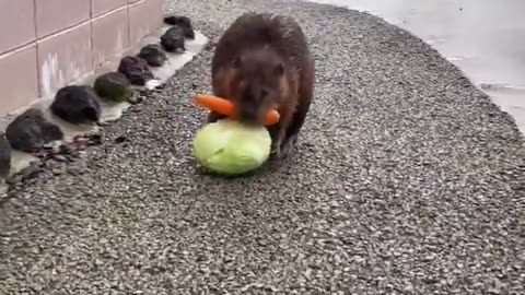 Here's a Beaver carrying a carrot and a head of lettuce back to his home.