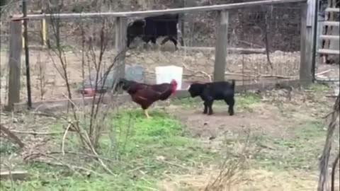 Funny goat tried to disturb chicken.