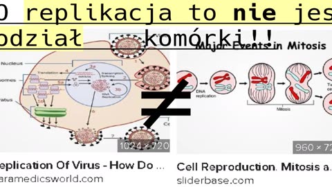 Z kataru zysk: WINAlazki chińskich świń (!!!!REPLIKACJA A PODZIAŁ KOMÓRKI)