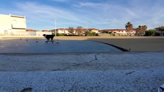 Skateboarding Dog Skillfully Slaloms through Cones