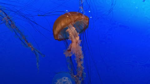 Jellyfish swimming by.