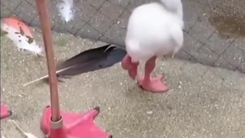 Baby flamingo learning to stand on one leg #shorts #shortvideo #video #virals #videoviral