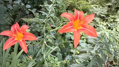 Tiger Lilies