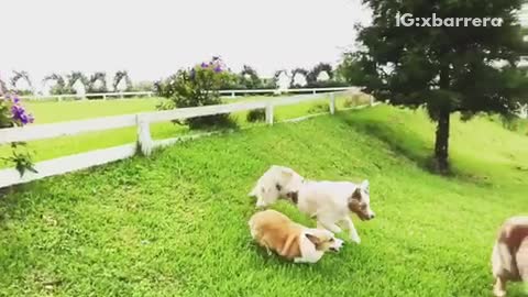 Three large dogs jumps over white fence in backyard