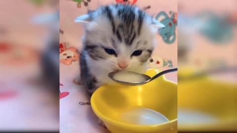 Cute Baby Cat Eating Milk and Talking Rest in Basket