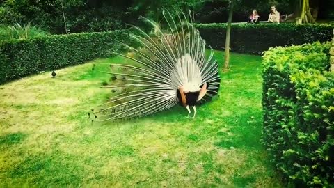 Peacock mating