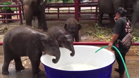 Baby Elephant Looks So Cute And Funny In This Video