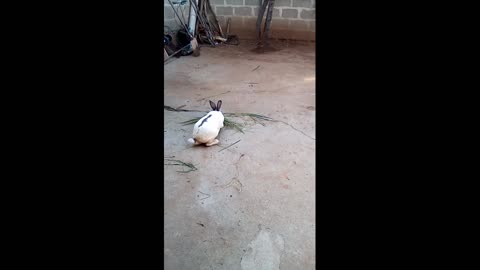 Bunny making nest