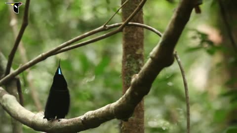 Colorful video of beautiful birds