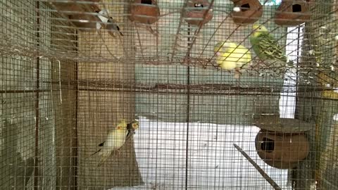 My birds colony