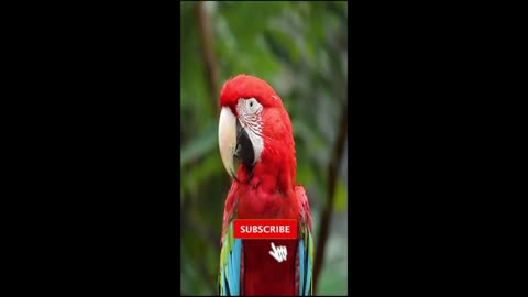 Cute parrot video