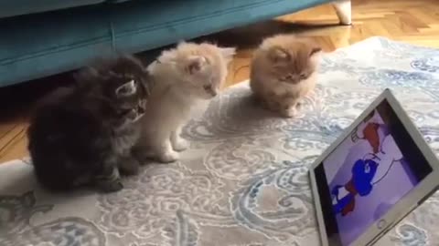 Cute Cats watching Cartoons