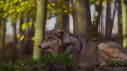 Beautiful a gray wolf