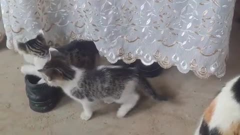 Little kittens play with shoes 😂 Funny kittens.