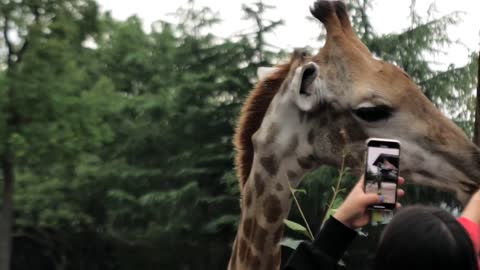 Chinese people feeds the giraffe with fresh green leaves from the hands in the Shanghai Zoo