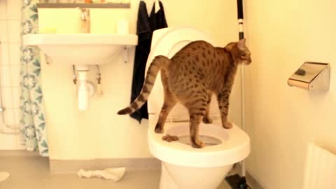 Cat searching the toilet then pooped on the seat and played zigla with it