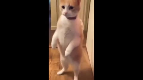 FUNNY CATS AND DOGS VIDEOS