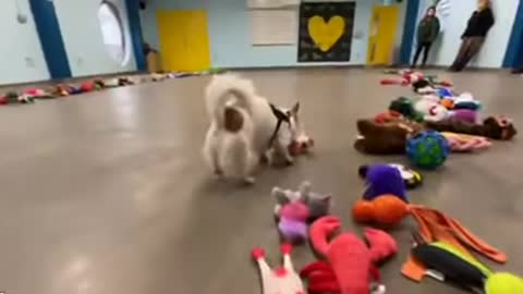 Dogs Getting To Pick Out Their Christmas Gift