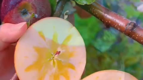 🍑🍓Beautiful nature fruits 🍓🍑