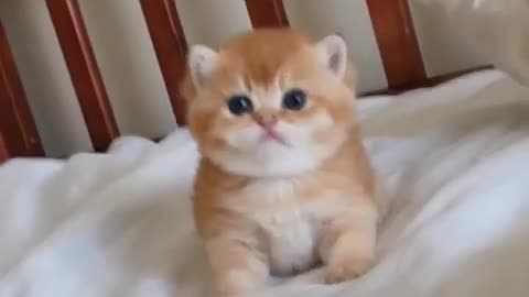 Cute Kitten