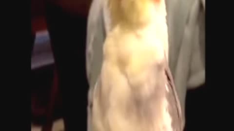 An opera singing cockatiel