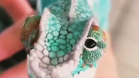 Wildlife Instincts: Chameleons - Designed to Hunt | Free Documentary Nature