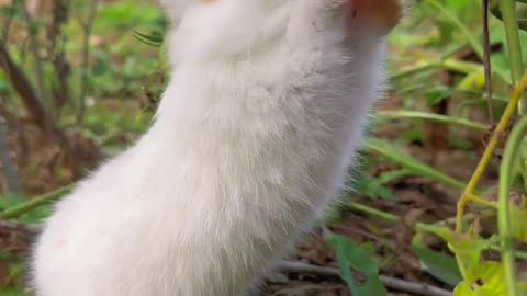 The way the bunny eats cherry tomatoes is just adorable!