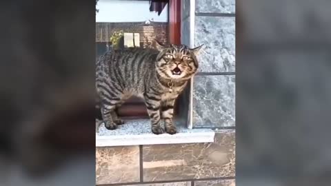 must watch ,Cats talking these cats can speak english better than hooman