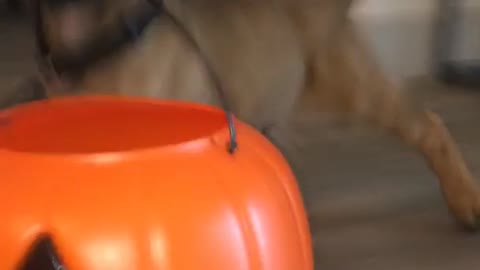 Tiny brown puppy drags orange halloween candy bucket