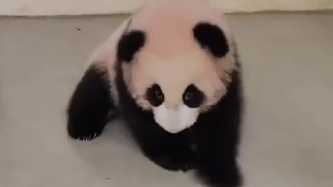 Feisty Baby Panda 😍😍😍😍