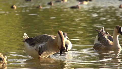 Swan in a Pond Super Slow Motion