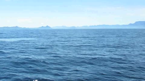 Blue Whale blowing 100 meter from the boat - Baja California - Thore Noernberg Whale Watching