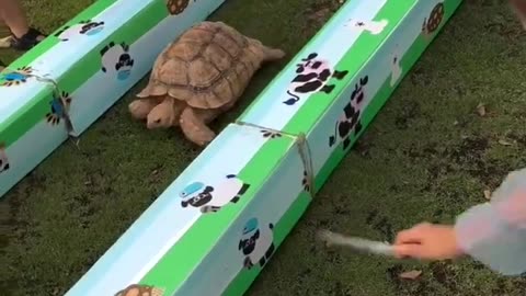 Tortoise Vs Rabbit Race Battle | Funny Video